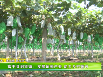 富平县到贤镇：发展葡萄产业 助力乡村振兴