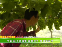 【我和天福櫻花的故事第二季】李百強：不畏困難 注重細節(jié) 種出精品果