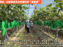 富平到贤镇：让葡萄成为乡村振兴的“致富果”
