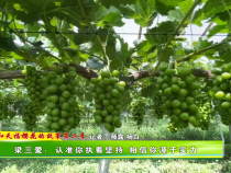 【我和天福樱花的故事第二季】梁三爱：认准你执着坚持 相信你源于实力