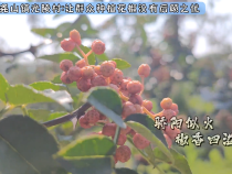 蒲城县尧山镇光陵村：让群众种植花椒没有后顾之忧