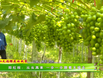 《我和天福櫻花的故事第二季》鄭紅權：從頭再來 一步一步跟著天福走