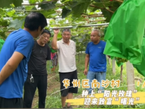 【我和天福樱花的故事第二季】华州区瓜坡镇南沙村：种上“阳光玫瑰” 迎来致富“曙光”