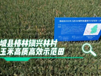 渭南夏玉米高质高效示范田测产结果揭晓了