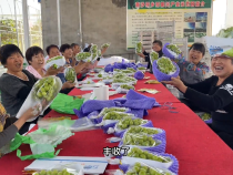 华州区南沙村的“阳光玫瑰”葡萄YYDS