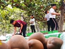 臨渭獼猴桃   “塬”生就是好