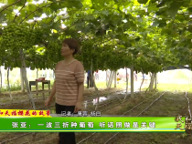 《我和天福樱花的故事第二季》张亚：一波三折种葡萄 听话照做是关键