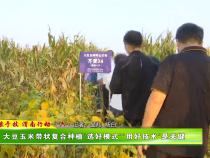 【藏粮于技 渭南行动 （六）】大豆玉米带状复合种植“选好模式”“用好技术”是关键