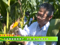 【藏粮于技 渭南行动（五）】玉米增密度提单产 “农技”助力秋粮丰收
