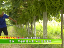 【我和天福樱花的故事第二季】潘铁：严格执行方案 种出优质葡萄