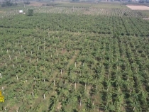 臨渭區(qū)豐原鎮(zhèn)豐原村：獼猴桃喜獲豐收  “致富果”助農(nóng)致富