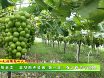 【我和天福樱花的故事第二季】张武宗：高明阳光玫瑰“第一高” 有舍而后才能得