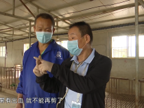 【渭南市科技特派员风采】郑海鹏：躬耕畜牧一线三十载 锲而不舍探索动物疾病防控关键技术