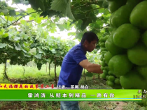 【我和天福樱花的故事第二季】霍鸿涛：从赔本到精品 一路有你