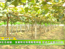 华州区瓜坡镇：发展阳光玫瑰葡萄种植 促进产业振兴之路