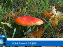 【渭南科普】当心毒蘑菇！