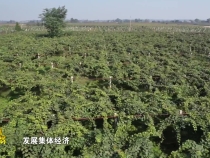 臨渭區(qū)豐原鎮(zhèn)豐原村優(yōu)質(zhì)獼猴桃等你來下單