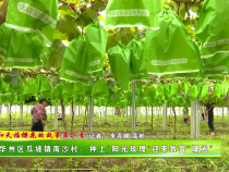 【我和天福樱花的故事第二季】华州区瓜坡镇南沙村：种上“阳光玫瑰“迎来致富“曙光”