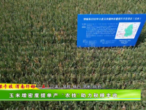 【藏粮于技 渭南行动（五）】玉米增密度提单产 “农技”助力秋粮丰收