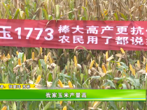 我家玉米产量高