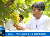 【渭南市科技特派员风采】樊晓锋：用科技赋能葡萄产业 助农增收致富
