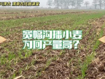 【渭农技 兴渭农 渭南农技微课堂】宽幅沟播小麦为何产量高？