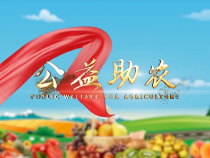 臨渭區(qū)三張鎮(zhèn)冬瓜滯銷  數(shù)萬斤冬瓜急尋銷路