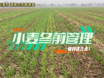【渭农技 兴渭农 渭南农技微课堂】小麦冬前管理注意啥？