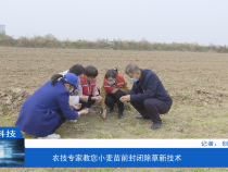 【渭南科技】农技专家教您小麦苗前封闭除草新技术
