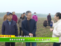 【渭农技 兴渭农】渭南农技微课堂（一）：冬前小麦注意啥？