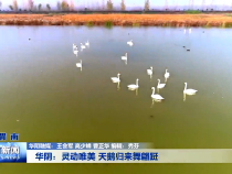 华阴：灵动唯美 天鹅归来舞翩跹