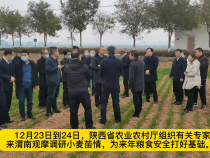 省农业农村厅来渭南观摩调研小麦苗情  我市苗情好于去年