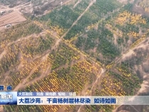 大荔沙苑：千亩杨树层林尽染  如诗如画