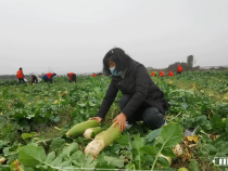 高新区辛市街道马渡村：要吃放心菜 就到这里来