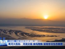 黄河大荔段：河流交错 候鸟翔集 呈现冬日生态美景