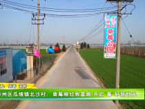 华州区瓜坡镇北沙村：草莓映红致富路 开启“莓”好新时光