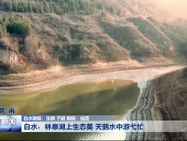 白水：林皋湖上生态美 天鹅水中游弋忙