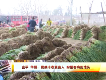 富平 华州：蔬菜丰收景喜人 盼望客商到地头