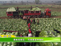 渭南高新区：马渡蔬菜外销忙