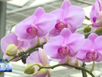 蒲城： 蝴蝶兰秀出新“花”样
