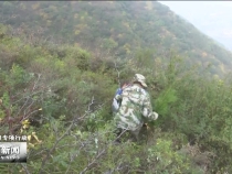华阴：冬季植树绿化忙