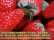 咸阳客商老范又来“种草”孔村草莓熟了