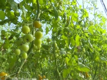 华阴市华山镇：温室大棚冬日暖 水果成熟采摘忙