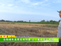 三夏“丰”景（三）合阳绿色高质高效创建 让小麦提质又增效
