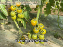 华阴市华山镇：黄色圣女果上市 酸酸甜甜真诱人