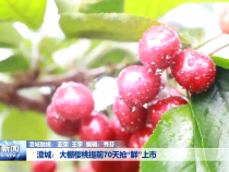 澄城：大棚樱桃提前70天抢“鲜”上市