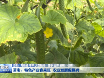 渭南：特色产业春来旺  农业发展促振兴