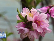 《瞰渭南》华州：大棚桃花俏争春 满园春意入画来