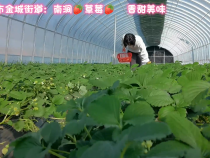 韩城市金城街道：南涧草莓 香甜美味 欢迎大家前来采摘品尝