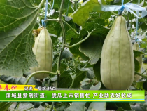 蒲城县紫荆街道：脆瓜上市销售忙 产业助农好收成
